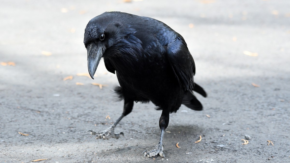 Хон хэрээ - ML512674811