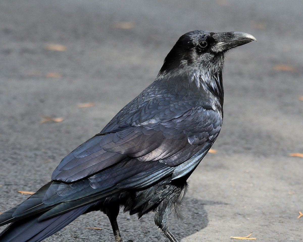 Хон хэрээ - ML512674871