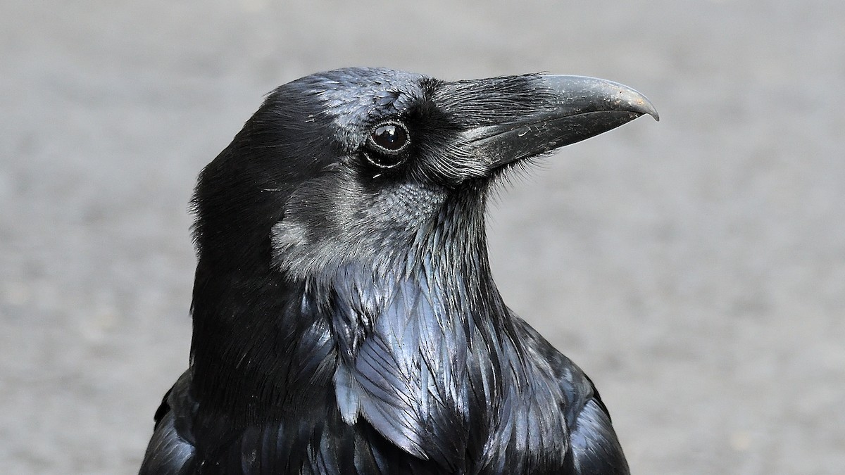 Хон хэрээ - ML512675071