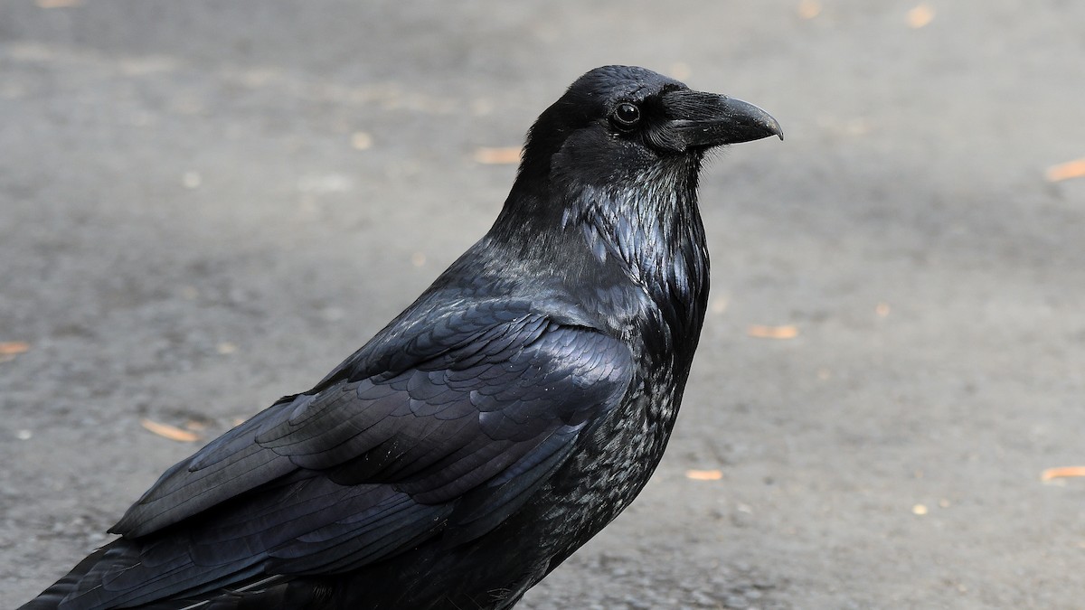 Хон хэрээ - ML512675101