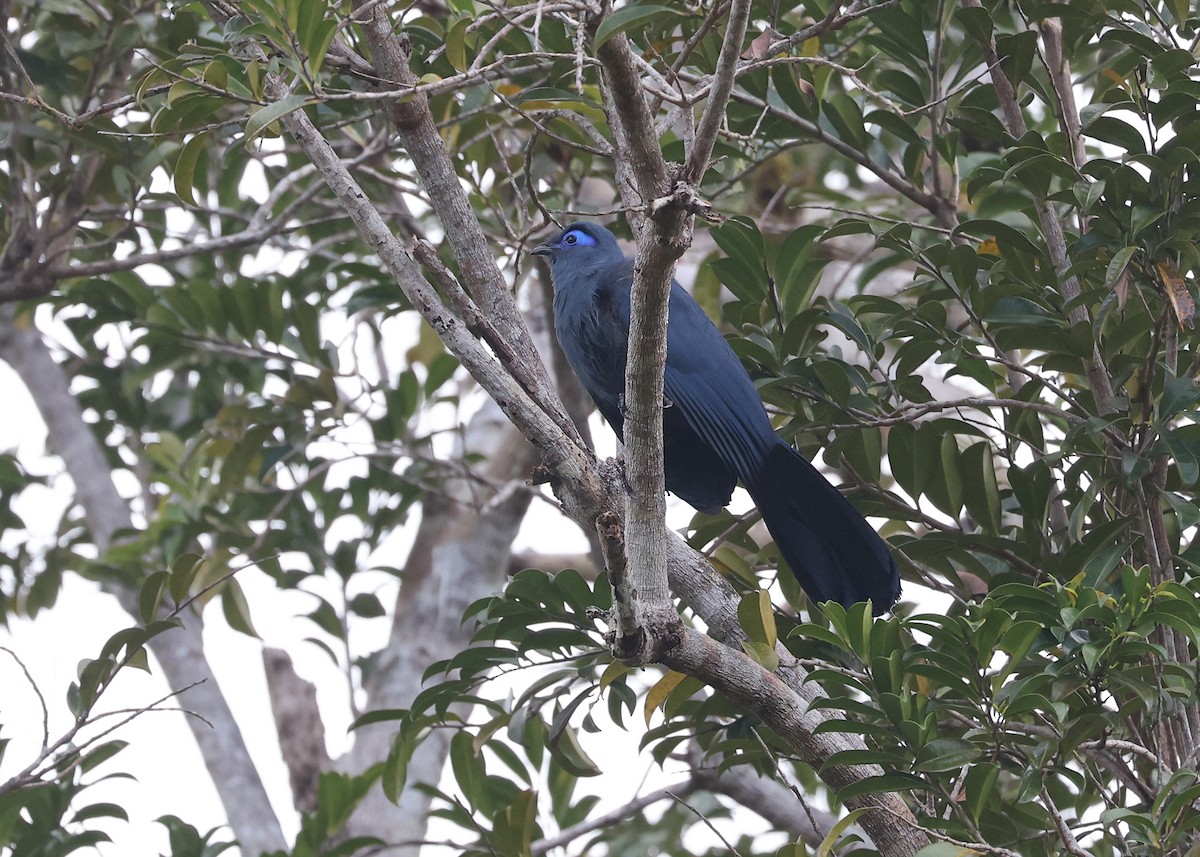 Cúa Azul - ML512675161