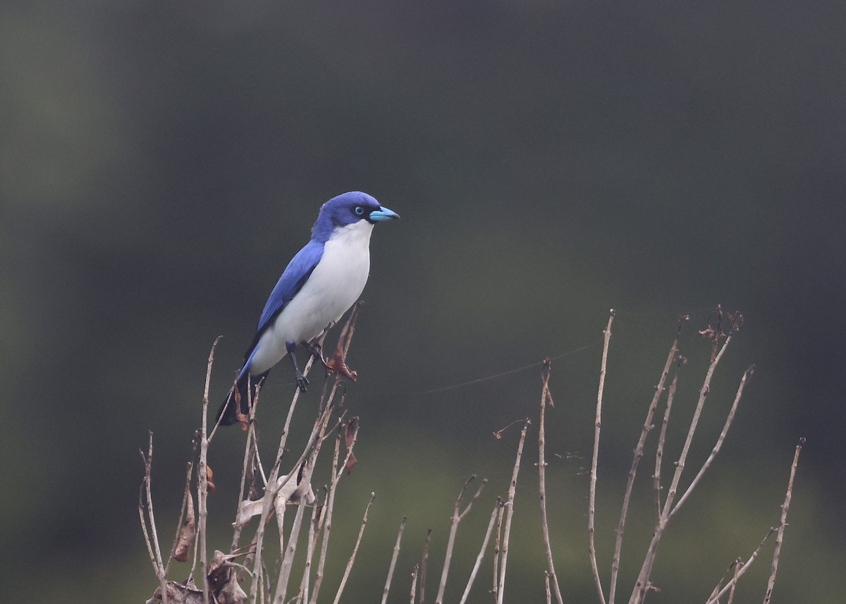 Madagascar Blue Vanga - Brendan Ryan