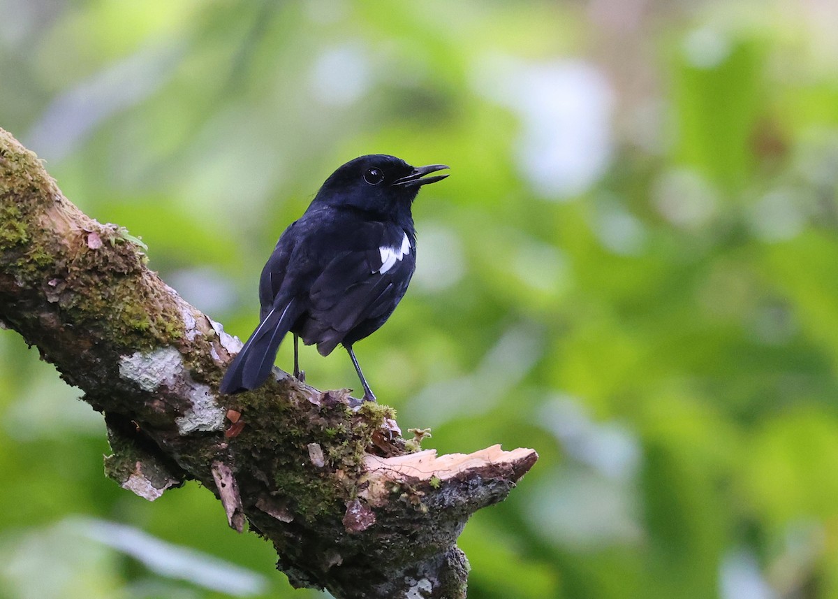 Shama de Madagascar (albospecularis) - ML512675561