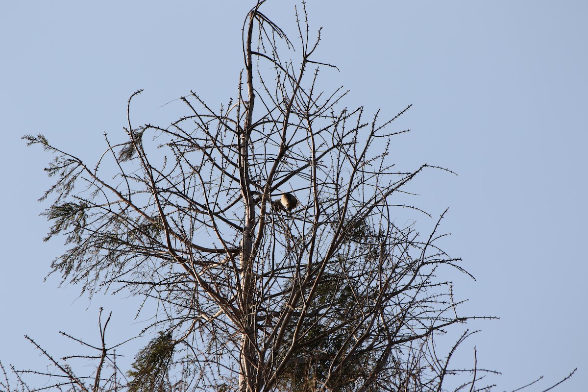 Hawfinch - ML512677111