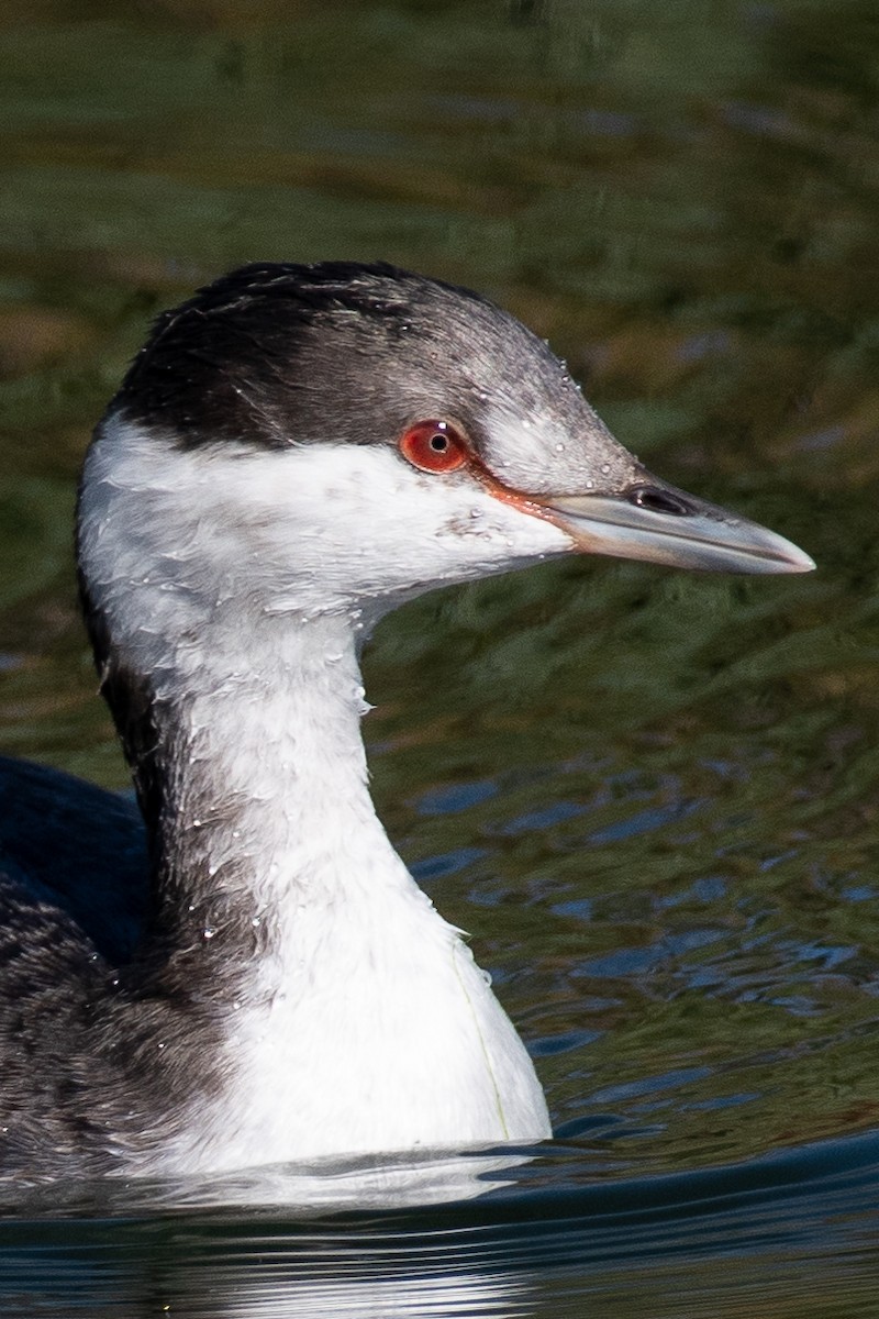 Horned Grebe - ML512677221