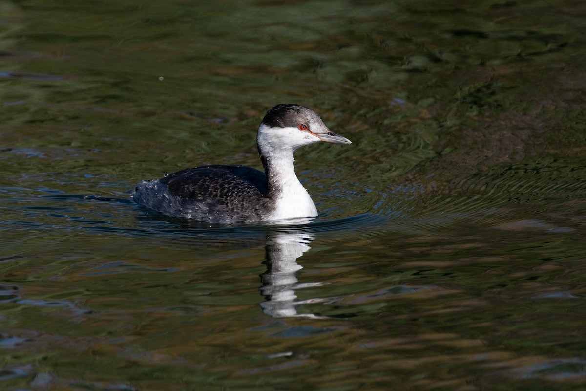 Horned Grebe - ML512677231