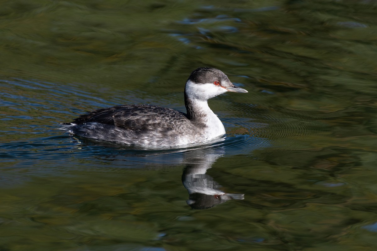 Horned Grebe - ML512677241