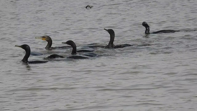 Indian Cormorant - ML512677521