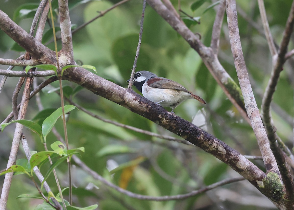 Red-tailed Vanga - ML512678751