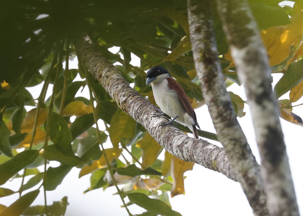 Rufous Vanga - Brendan Ryan