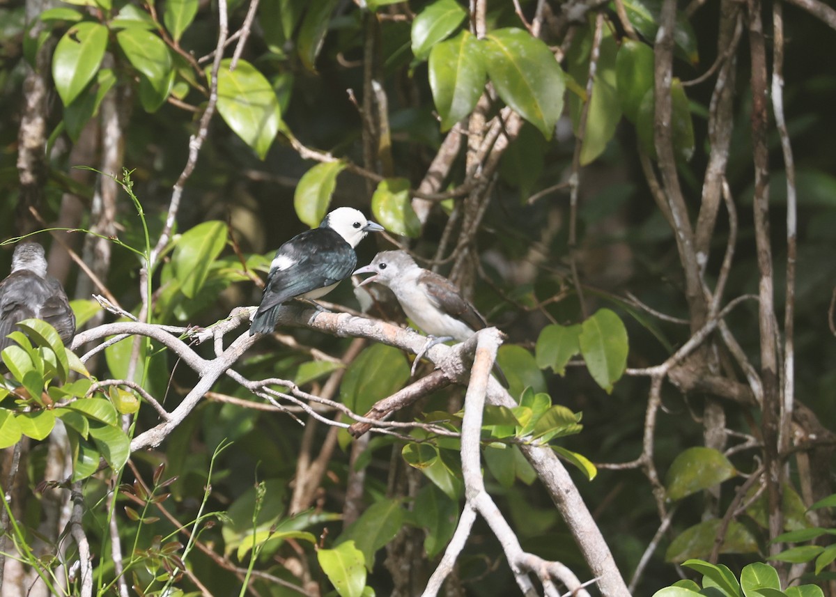 White-headed Vanga - ML512678791