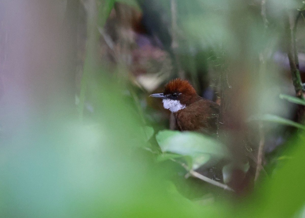 Madagaskar Ak Gerdanlı Ötleğeni - ML512678831