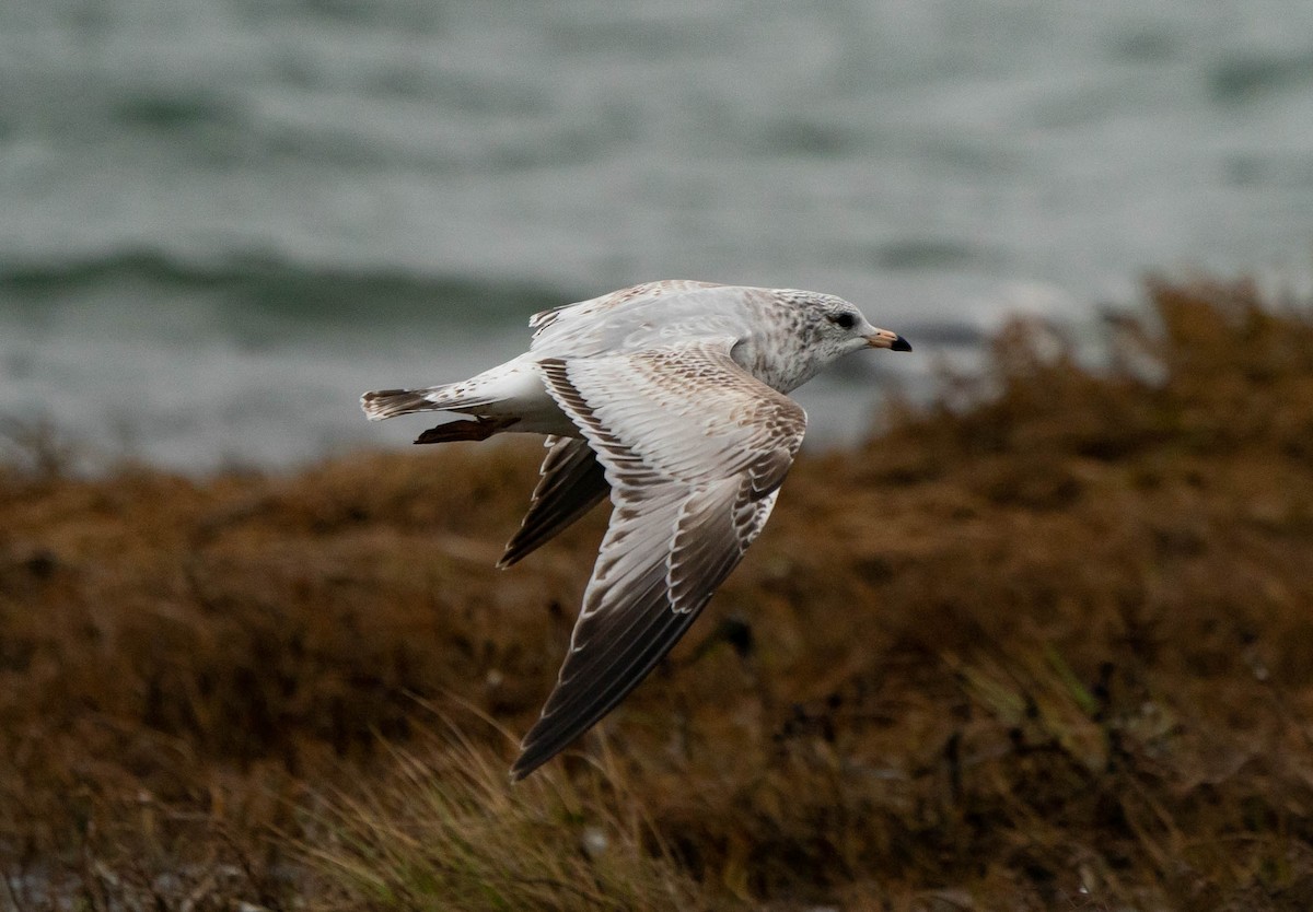 Ring-billed Gull - ML512679601