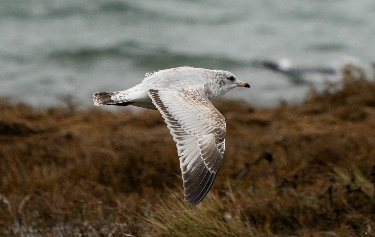 クロワカモメ - ML512679611