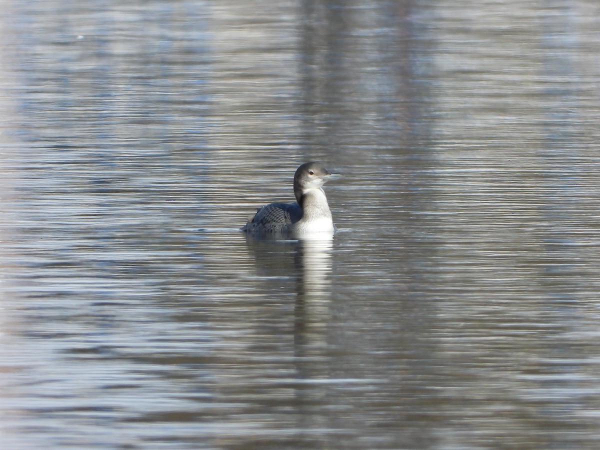 Common Loon - ML512680791