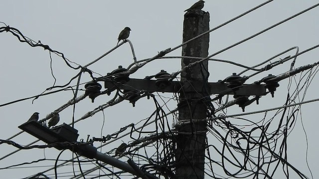 House Sparrow - ML512681401