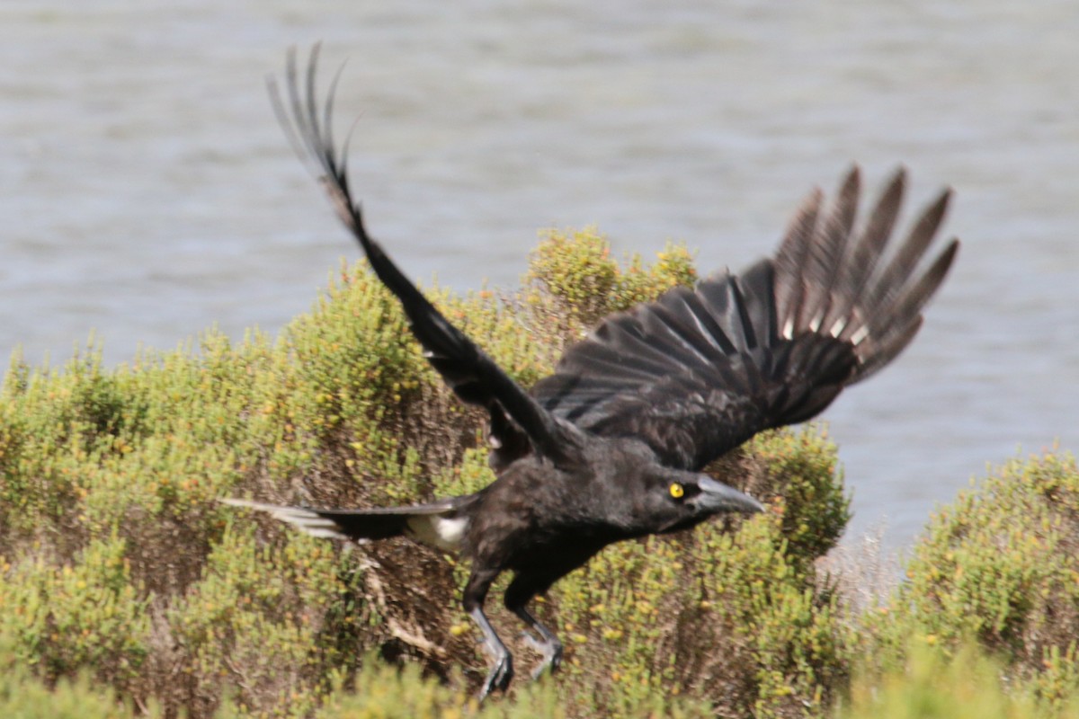 Gray Currawong (Kangaroo I.) - ML512682211