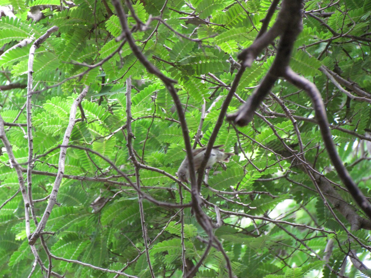 Thick-billed Flowerpecker - ML512682941