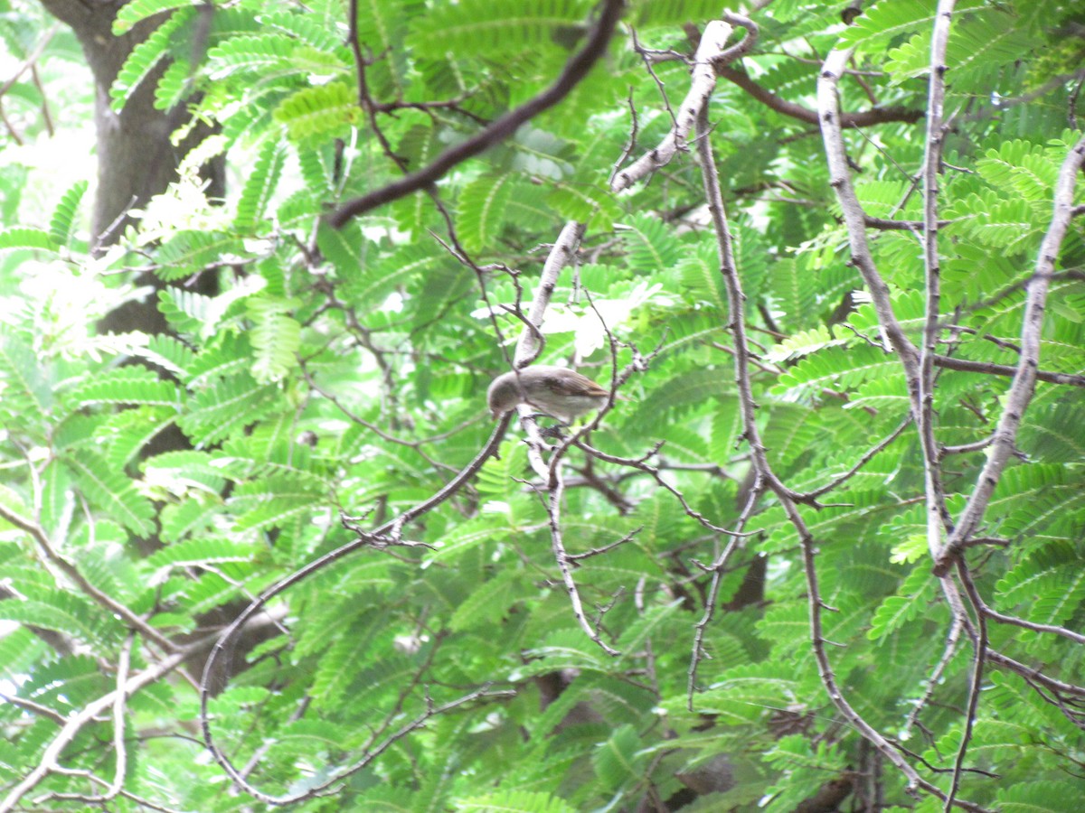 Thick-billed Flowerpecker - Maulik Varu