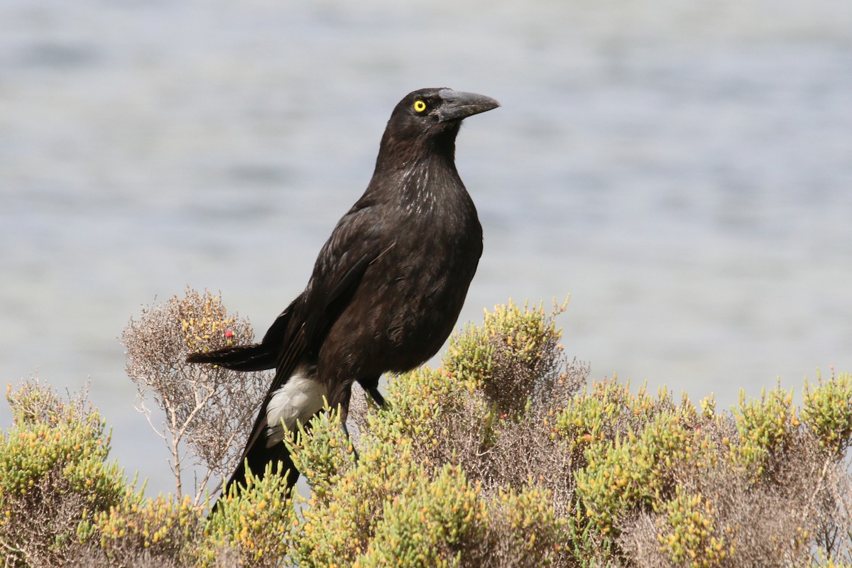 Gray Currawong (Kangaroo I.) - ML512683021