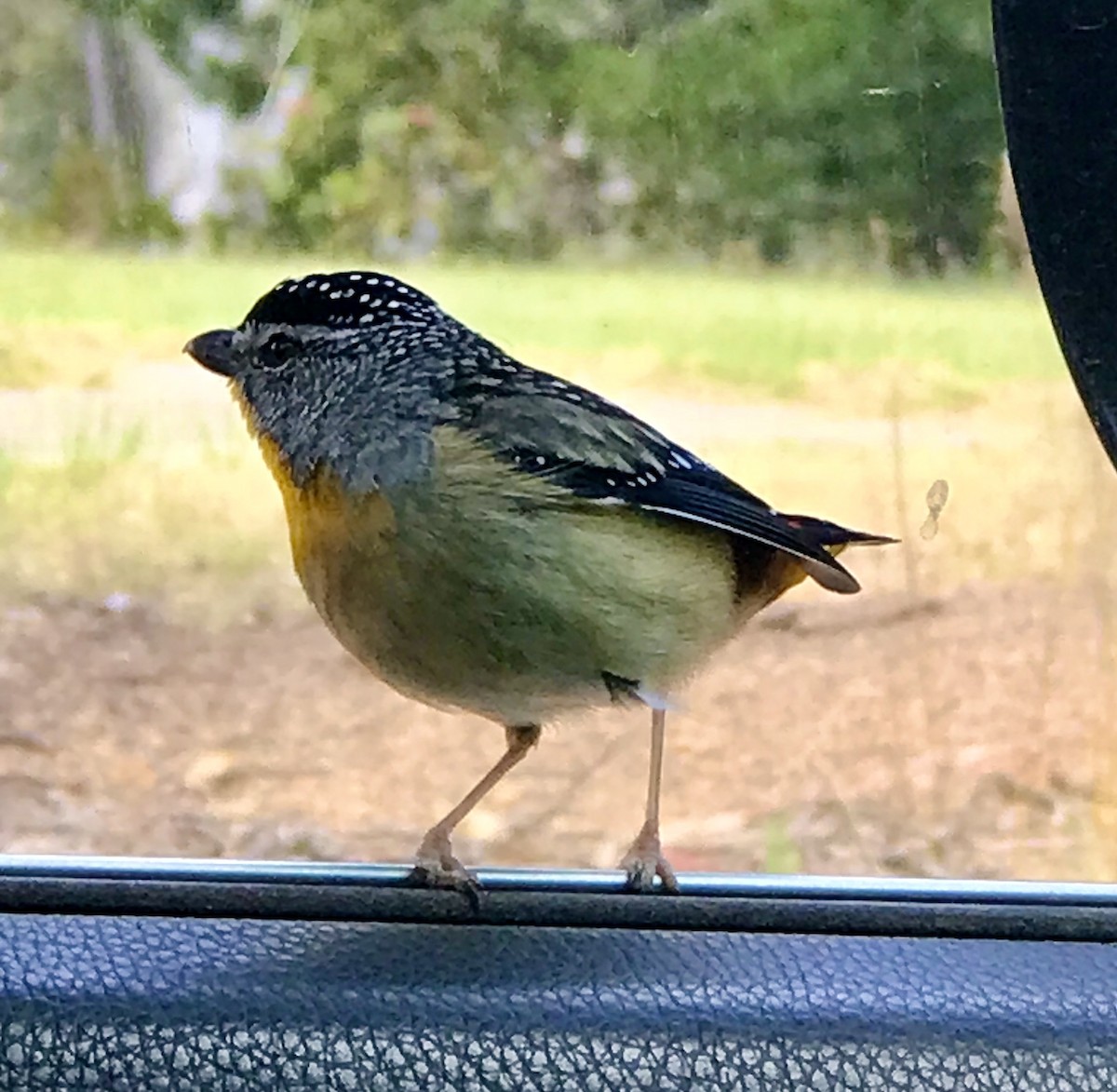 Fleckenpanthervogel - ML512683571