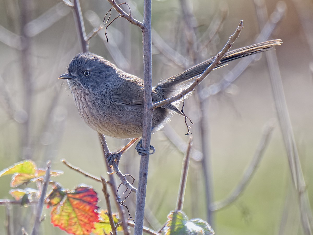 Wrentit - ML512684571