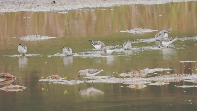 Little Stint - ML512685101