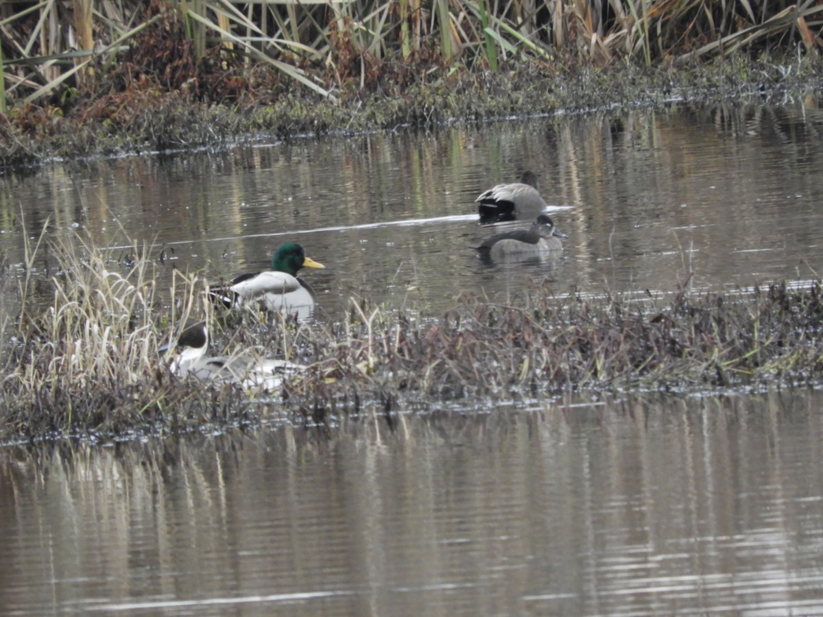 Northern Pintail - Cherie St.Ours