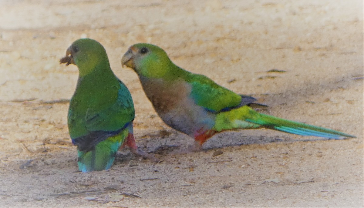 Red-capped Parrot - ML512686031