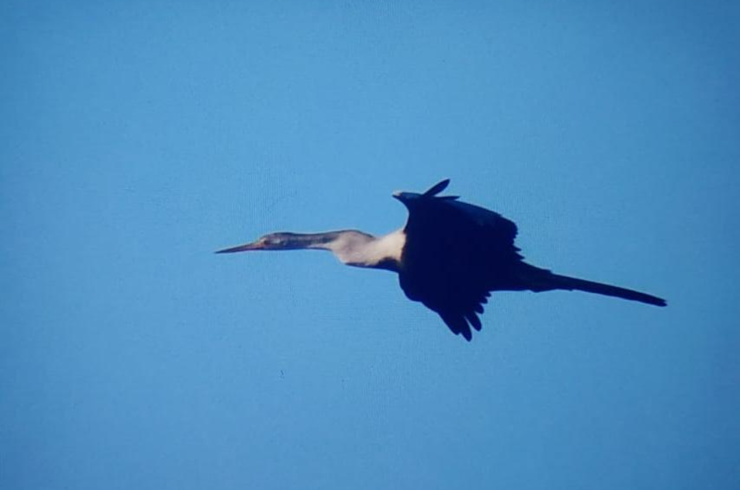 Oriental Darter - ML512686381