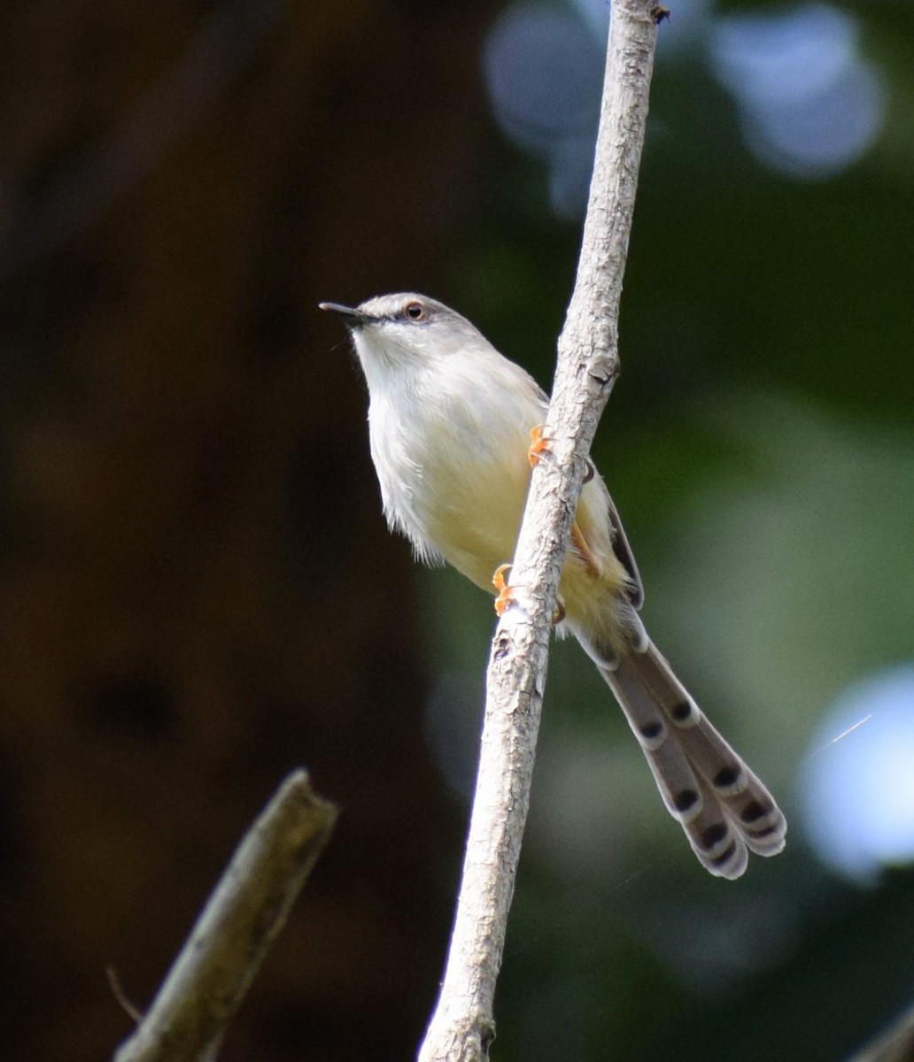 Prinia de Hodgson - ML512688891