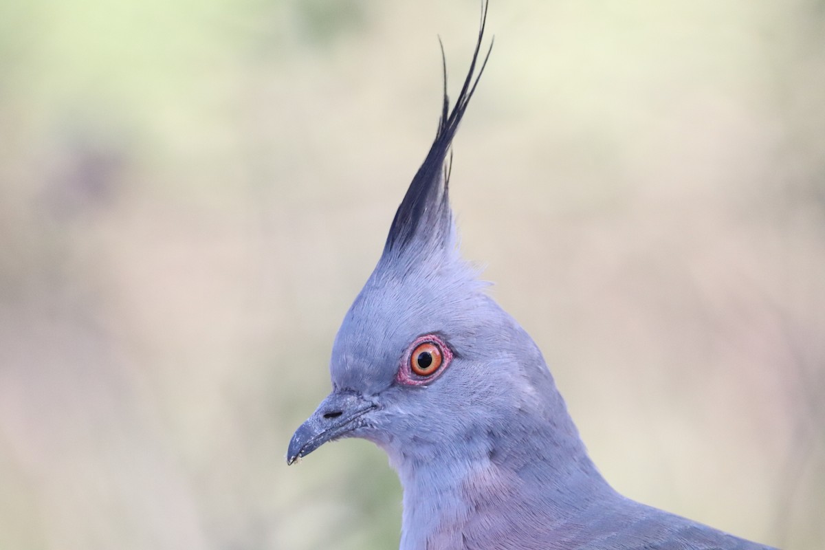 Crested Pigeon - ML512689191