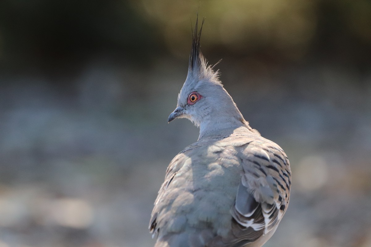 Crested Pigeon - ML512689251