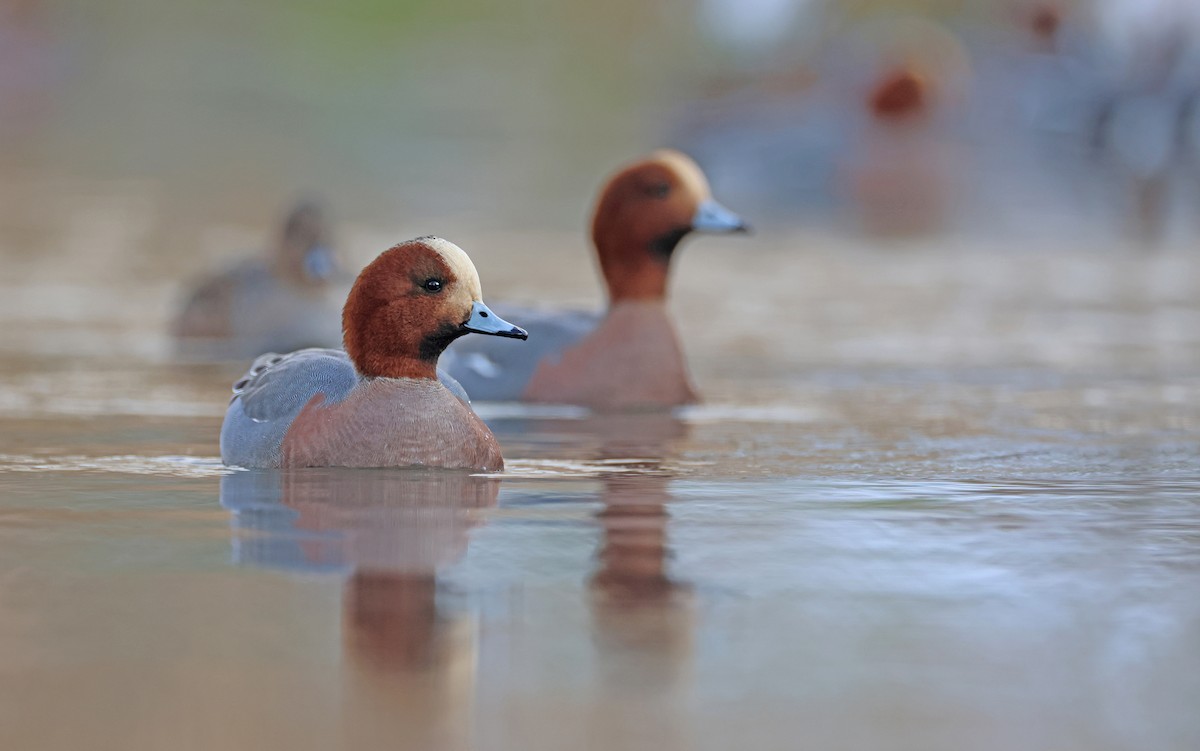 Eurasian Wigeon - ML512689281