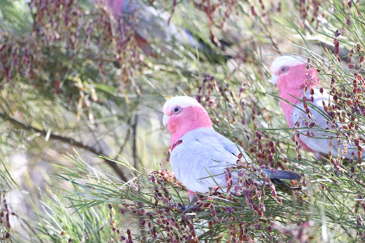 Galah - ML512689501