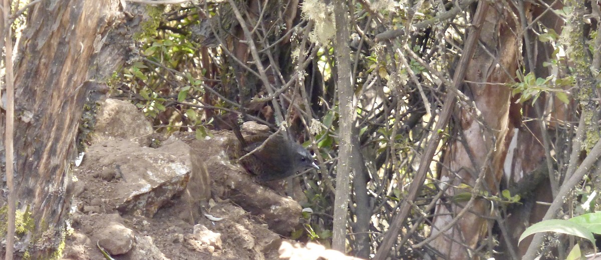 Ampay Tapaculo - ML512689761