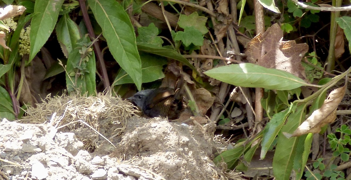 Ampay Tapaculo - ML512689811