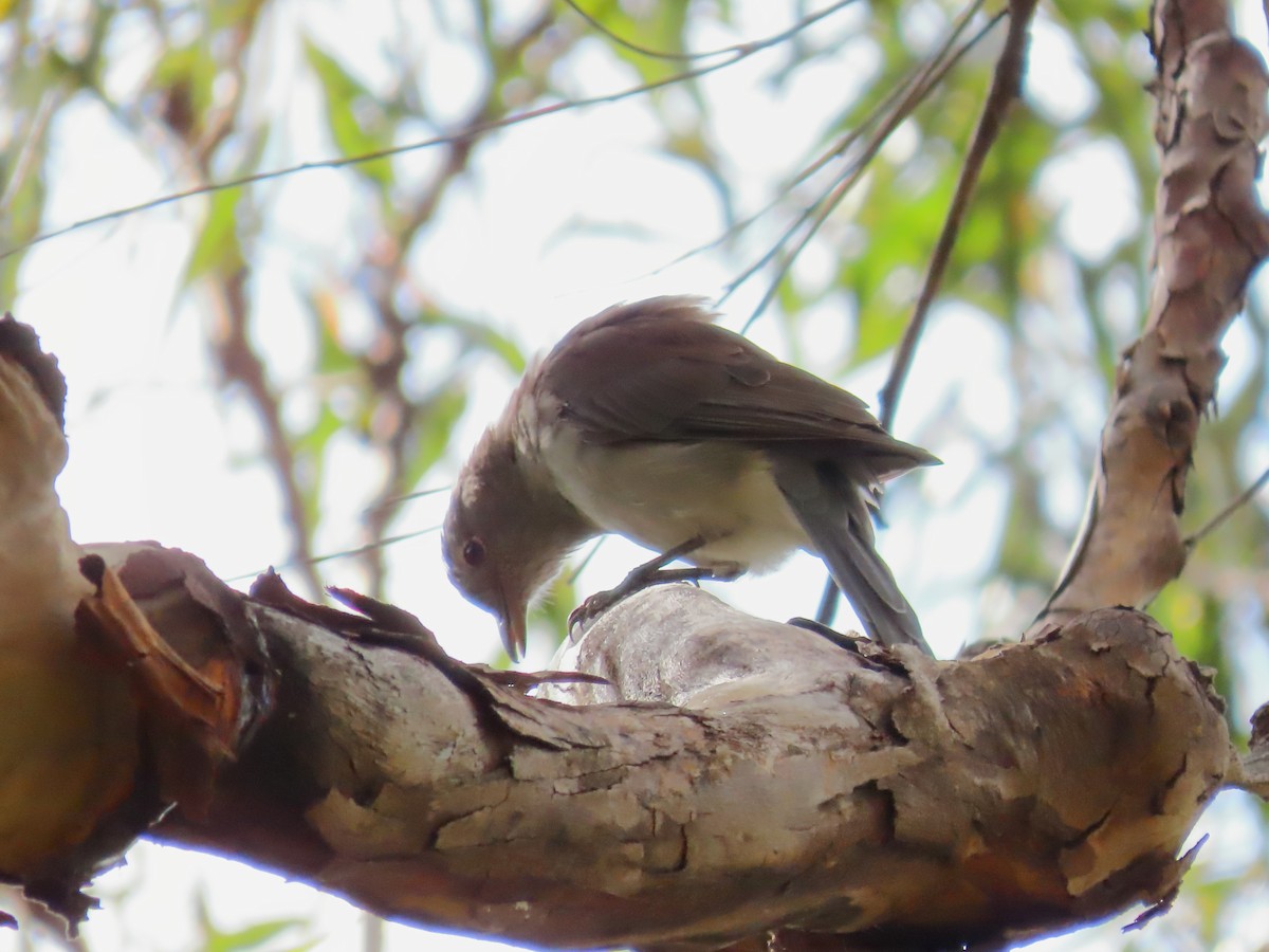 Gray Shrikethrush - Rolo Rodsey