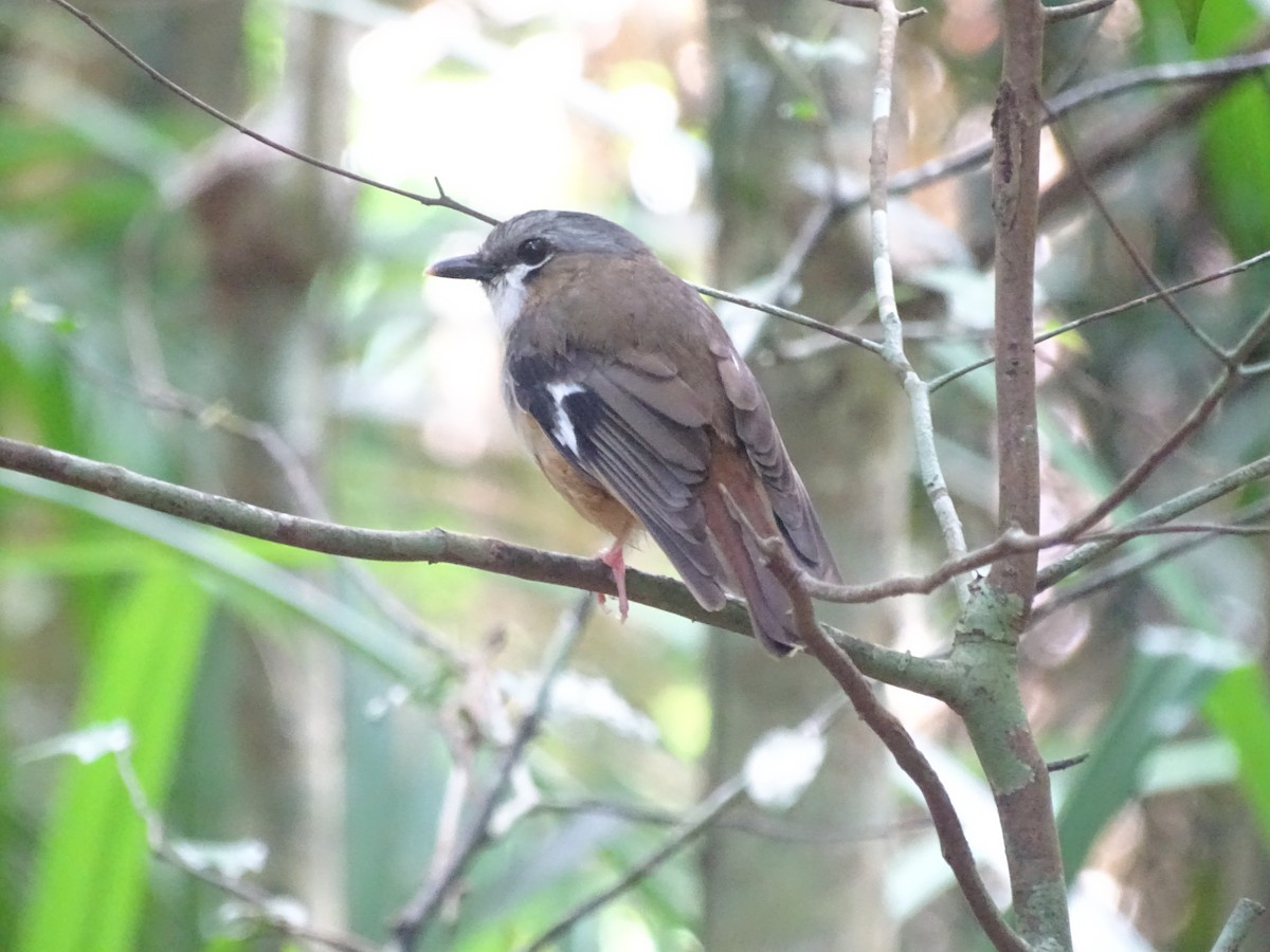 Gray-headed Robin - ML512692221