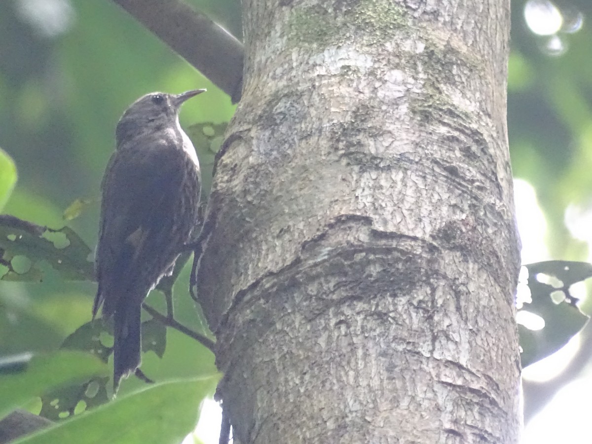 White-throated Treecreeper - ML512692321