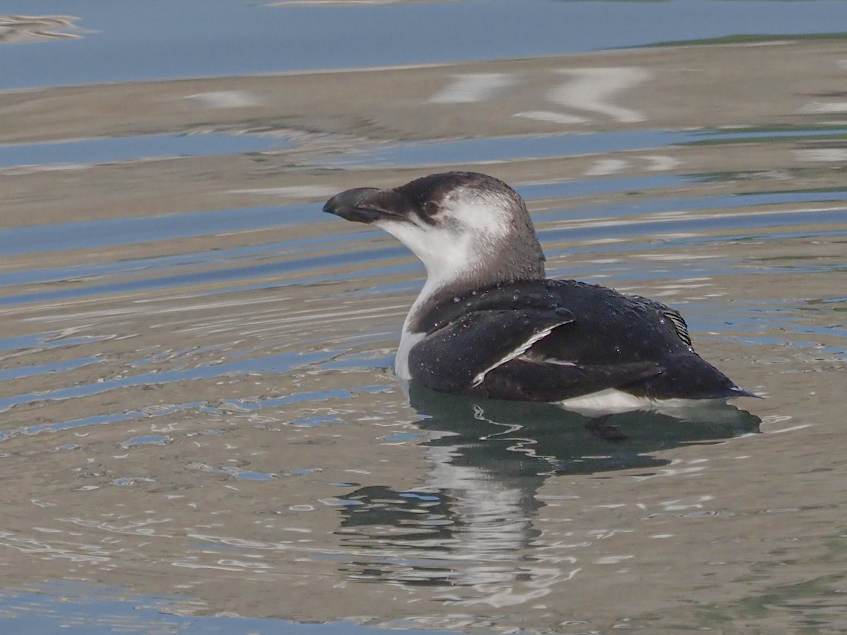 Razorbill - ML512693581