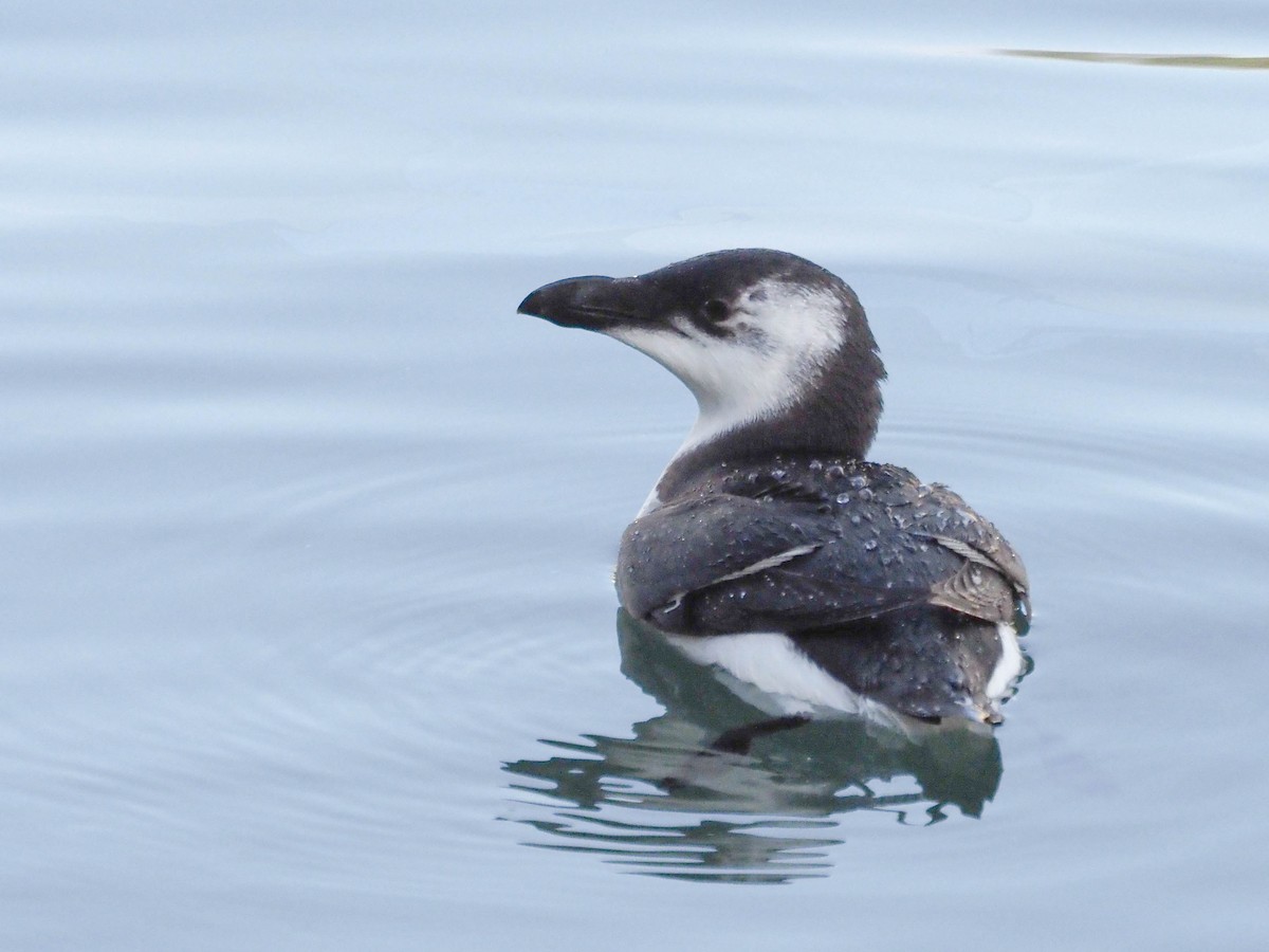 Razorbill - ML512693591