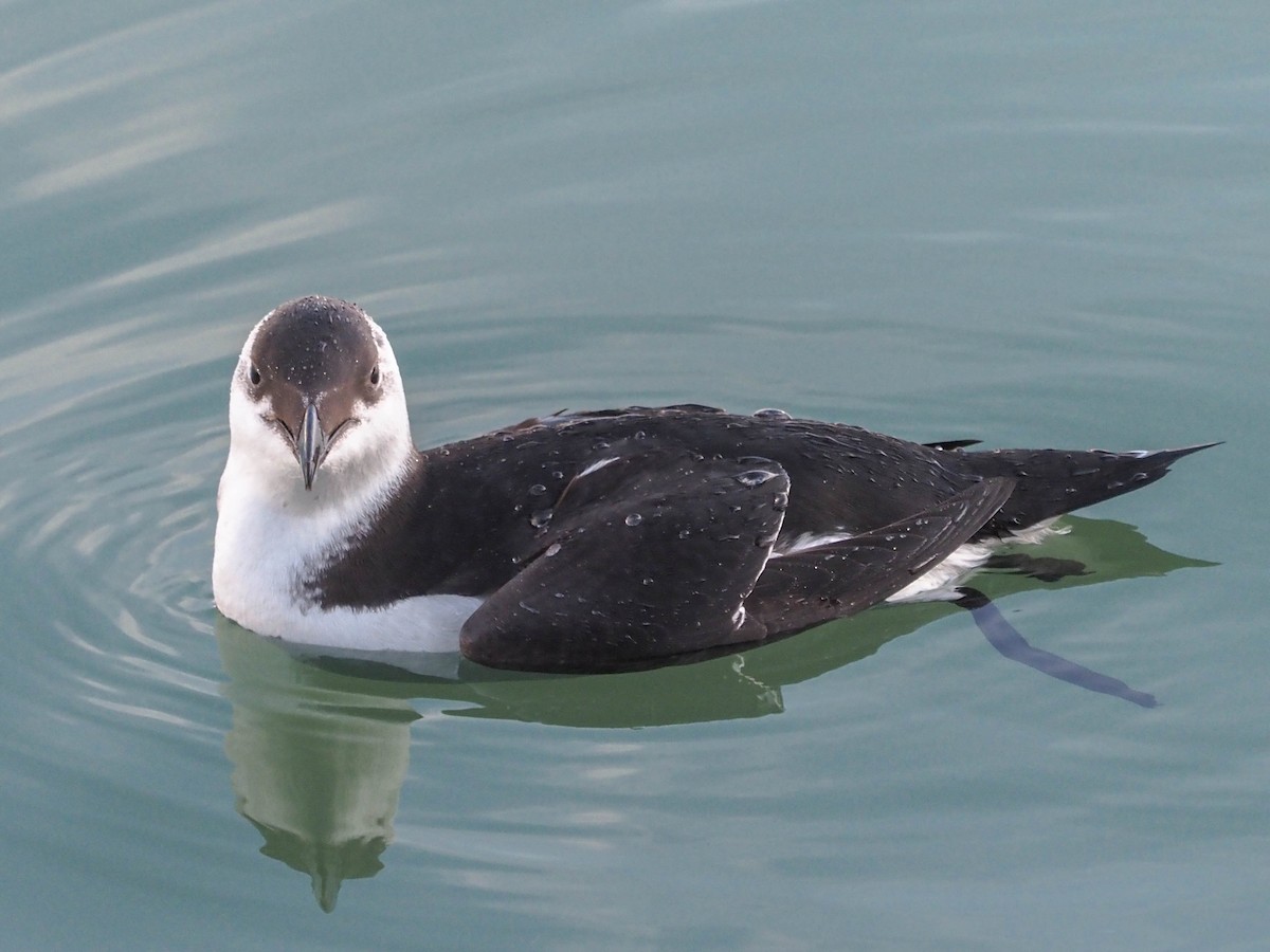 Razorbill - ML512693601