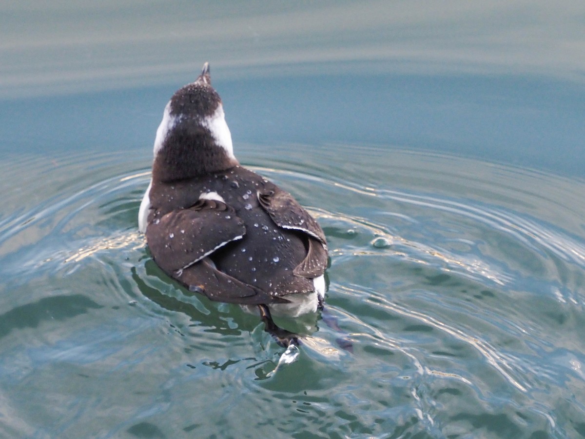 Razorbill - ML512693611