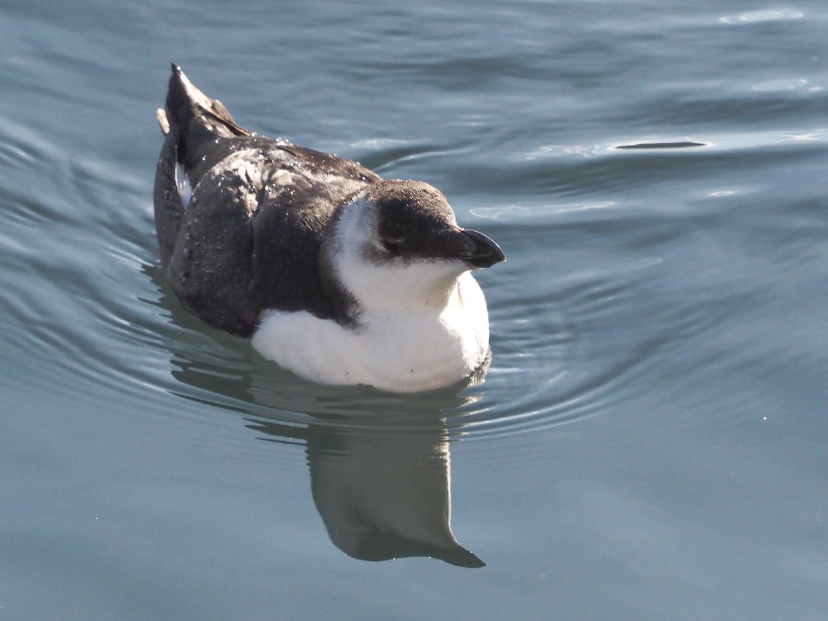 Razorbill - ML512693621