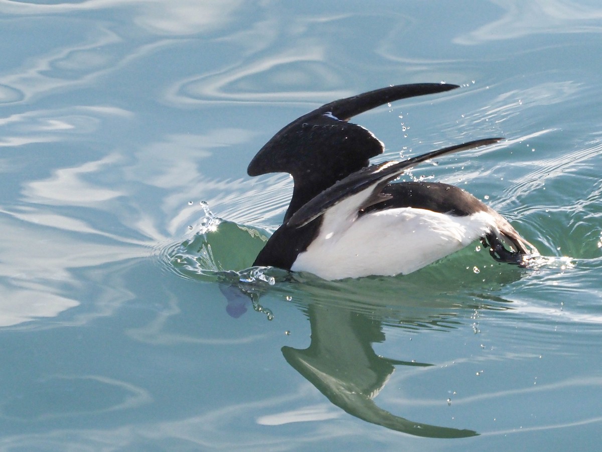 Razorbill - ML512693631