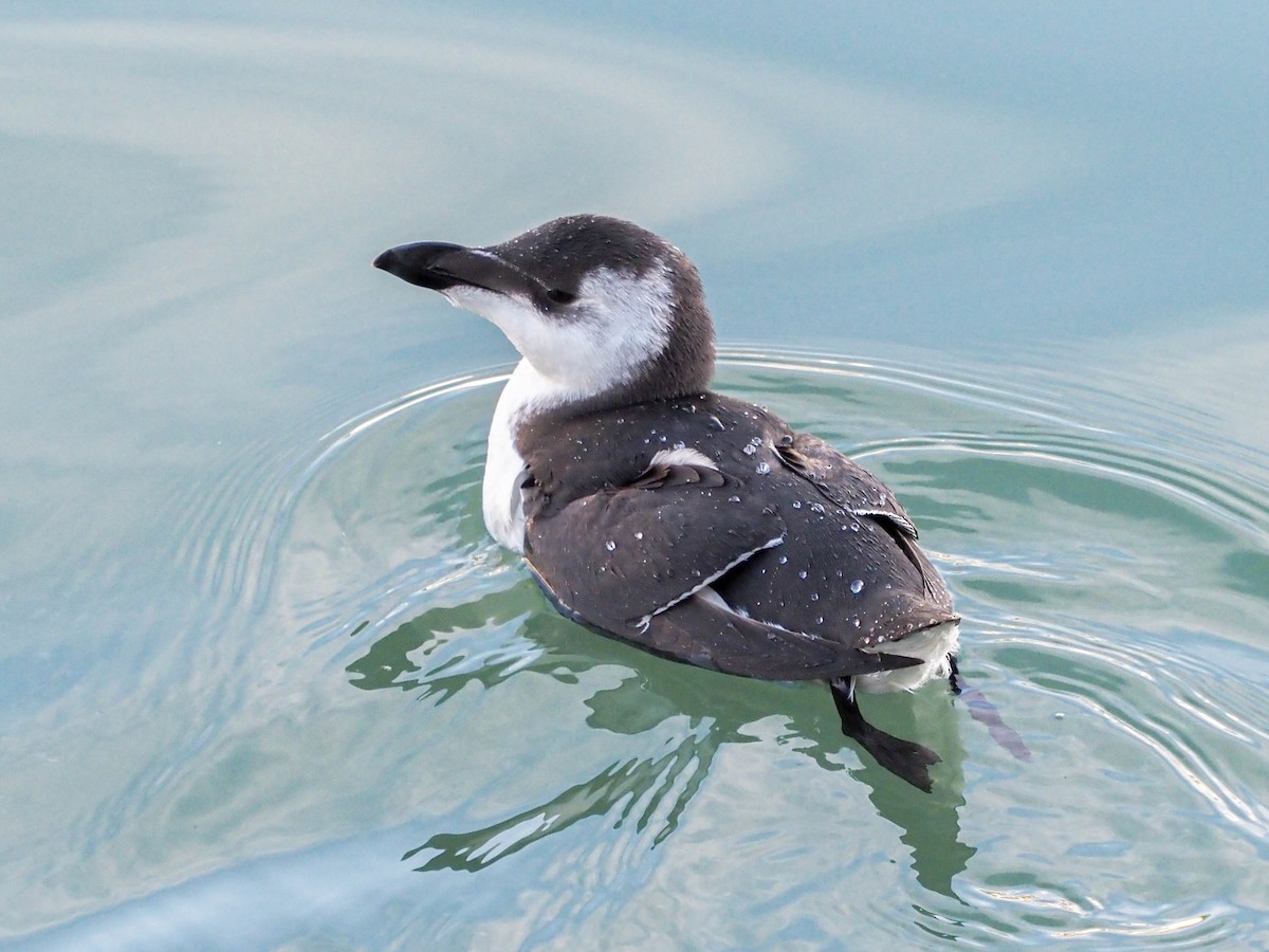 Razorbill - Domenec Anguera Vidal