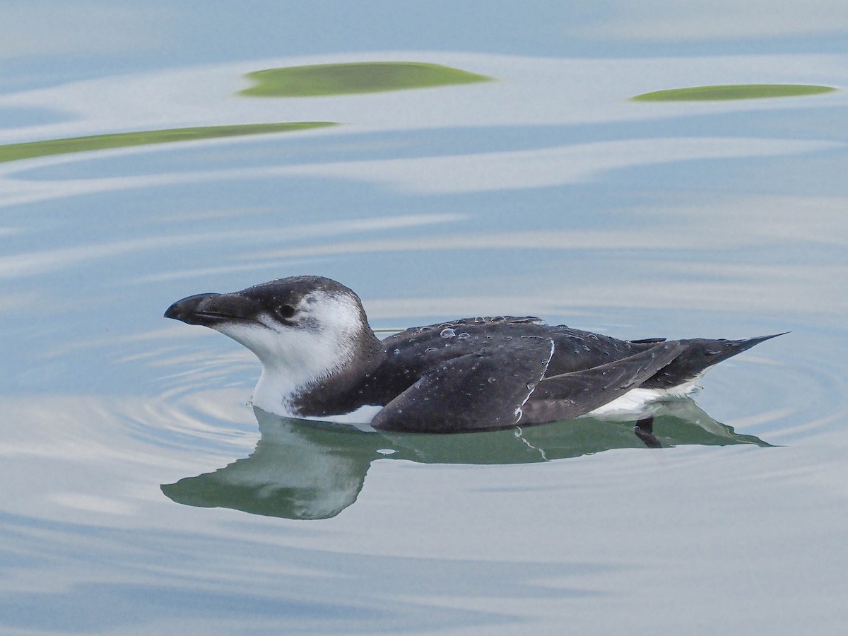 Razorbill - ML512693651