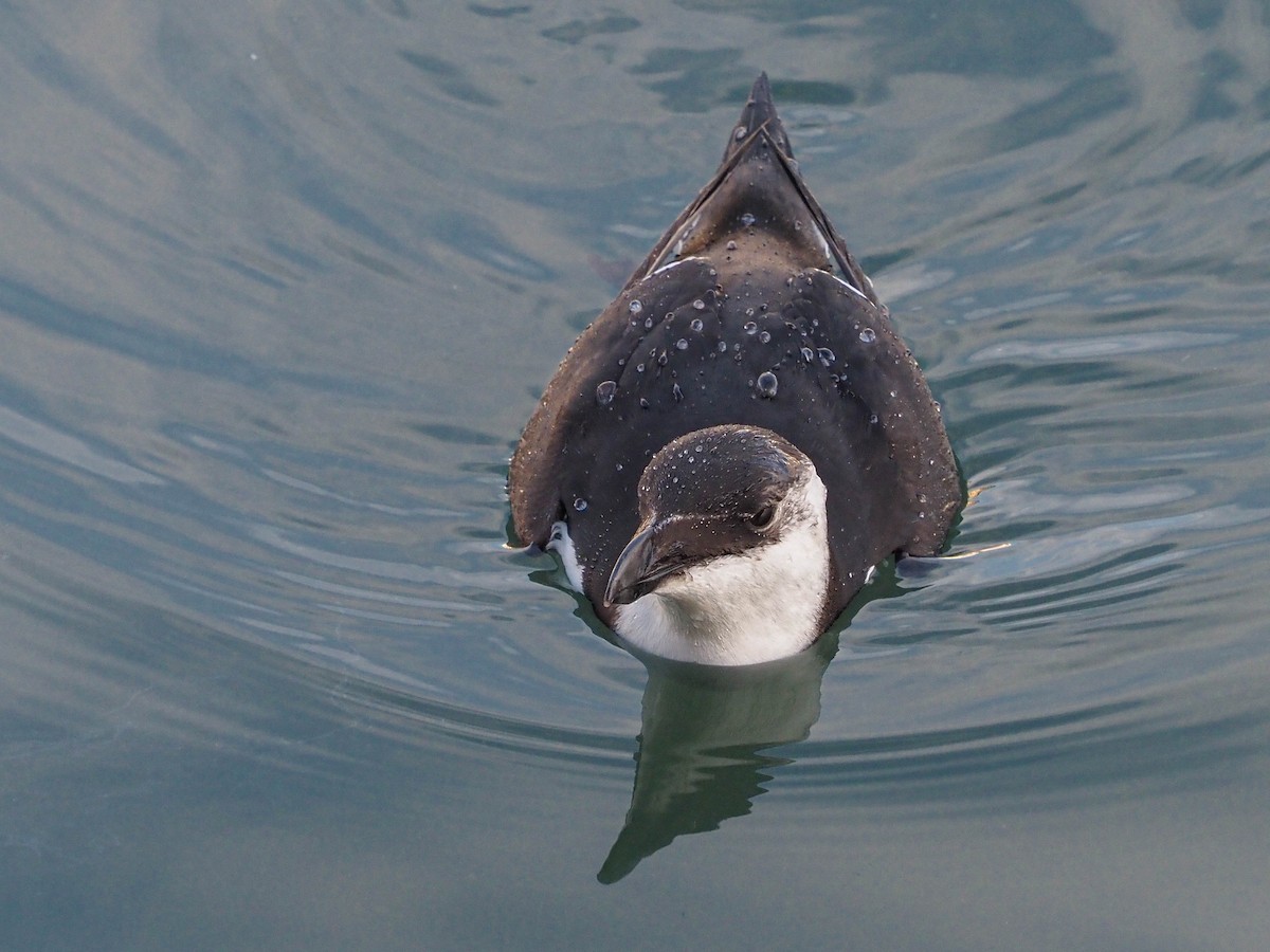 Razorbill - ML512693661