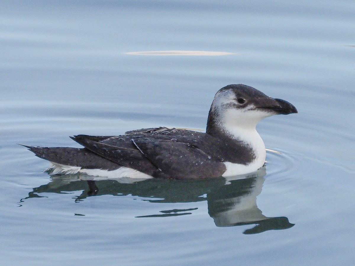 Razorbill - ML512693671